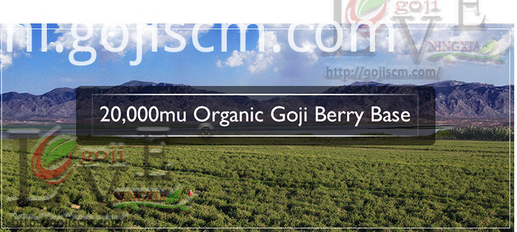 Gedroogde Kruiden Goji Berry basis Dried Herbal Goji Berry base